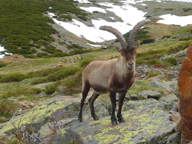 Bouquetin Ibérique