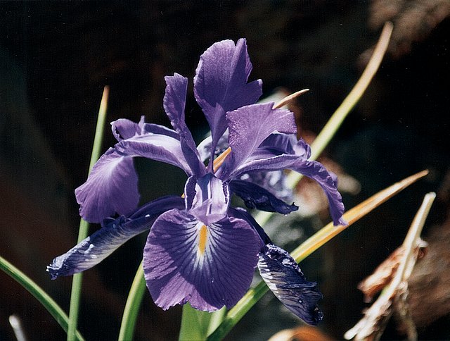 Iris bleu des Pyrénées.