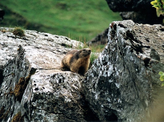 Marmotte